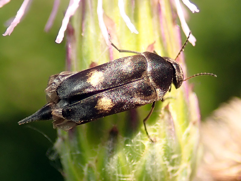 Mordellidae: Variimorda cfr. villosa